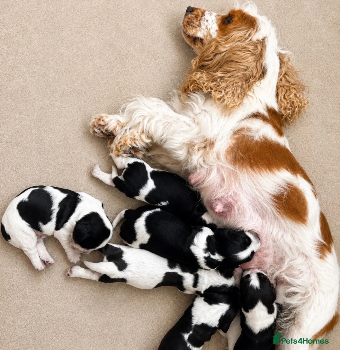 Cocker Spaniel dogs for sale: 🐾Six Beautiful KC Show Cocker Spaniels Puppies 🐾 - Advert 9