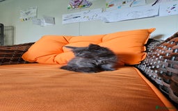 Maine Coon cats for sale: Tica registered maine coon giants kittens £1300 - Image 11