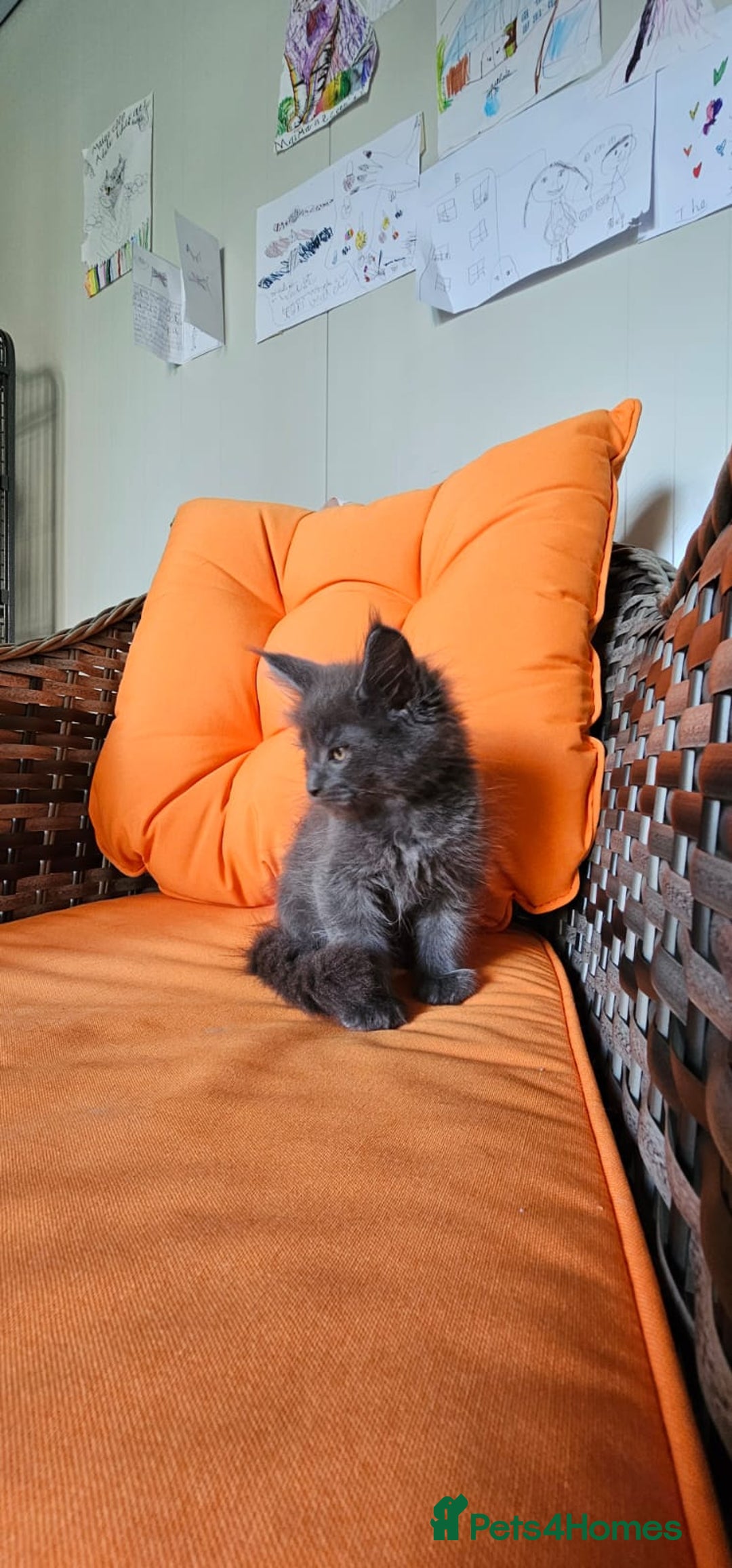 Maine Coon cats for sale: Tica registered maine coon giants kittens £1300 - Image 11