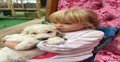 Sheepadoodle dogs - Advert 11