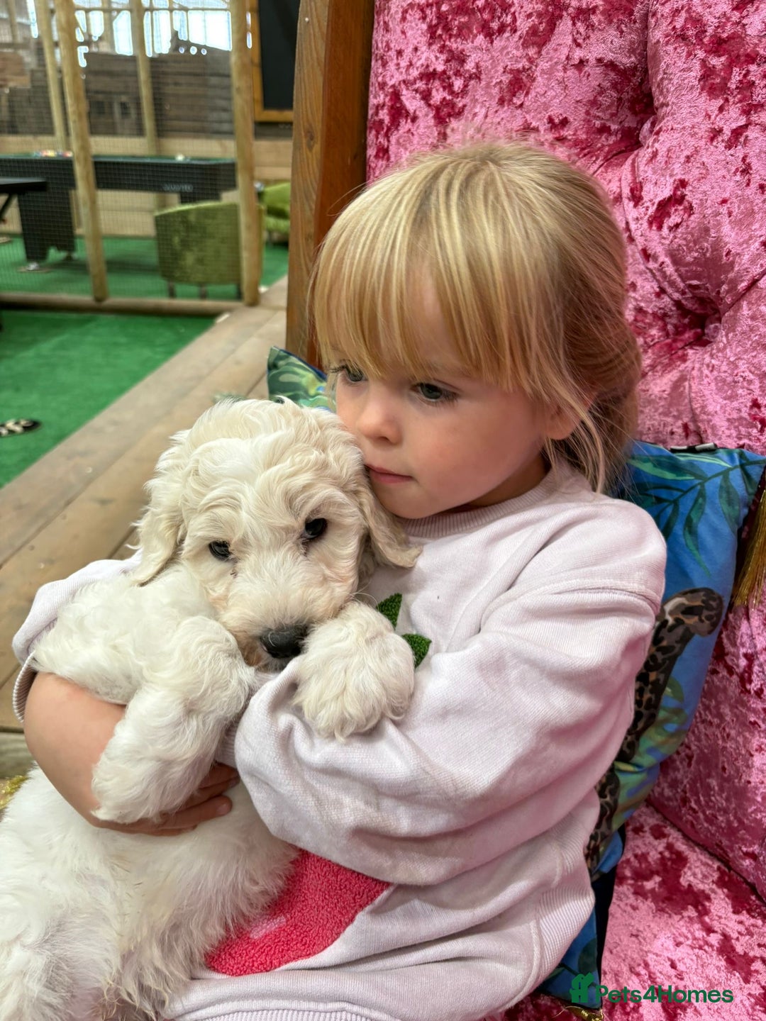 Sheepadoodle dogs for sale: Sheepadoodle Standard Size F1b READY NOW - Image 2