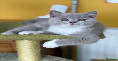 British Shorthair cats - Advert 6