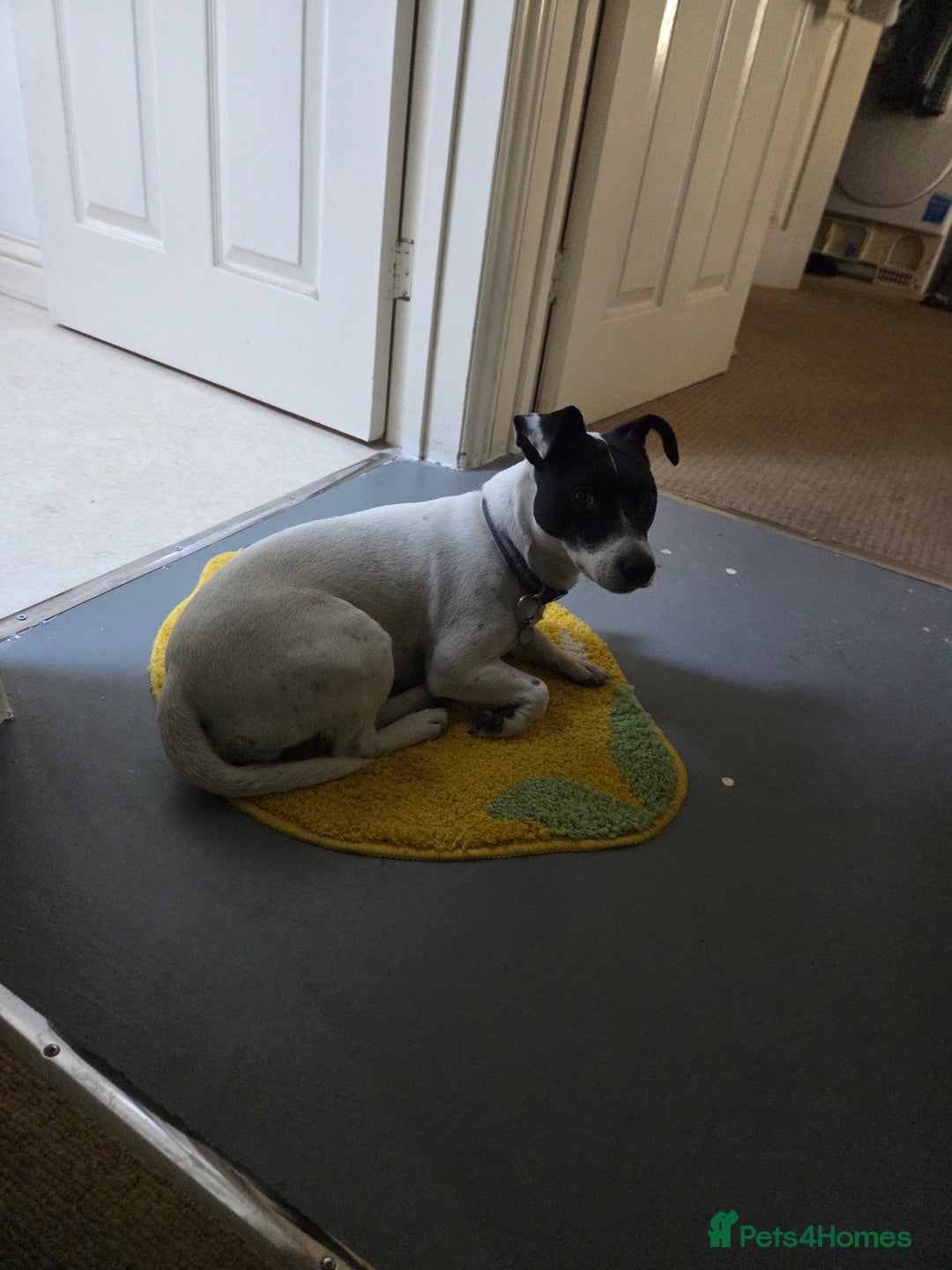 Jack Russell dogs for sale: Poppy - Advert 9