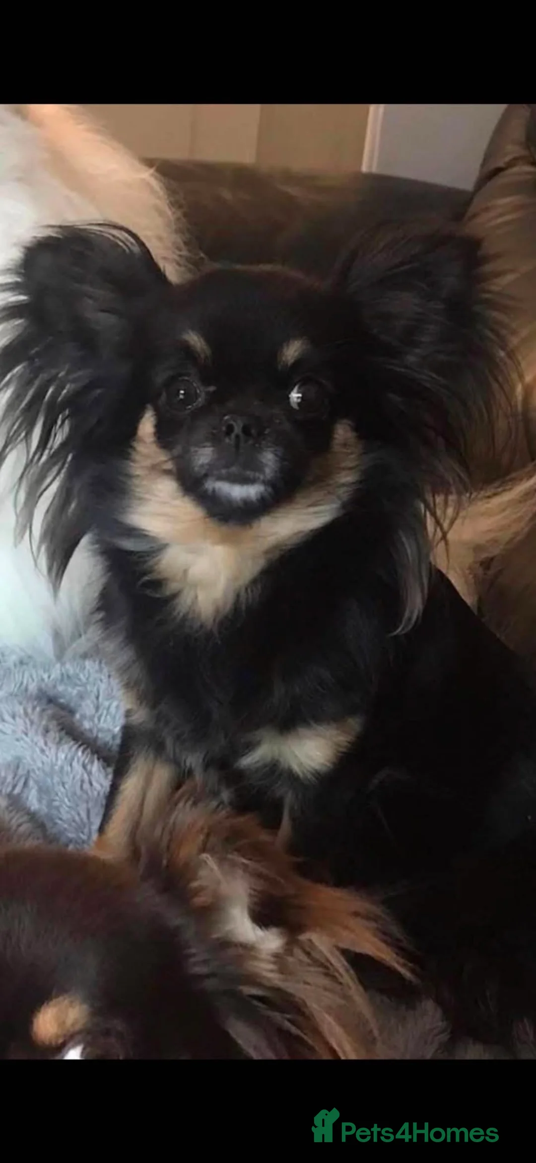 Chihuahua dogs for sale: Beautiful kc-reg longcoat Chi-babies 💖🌟💖 - Advert 2