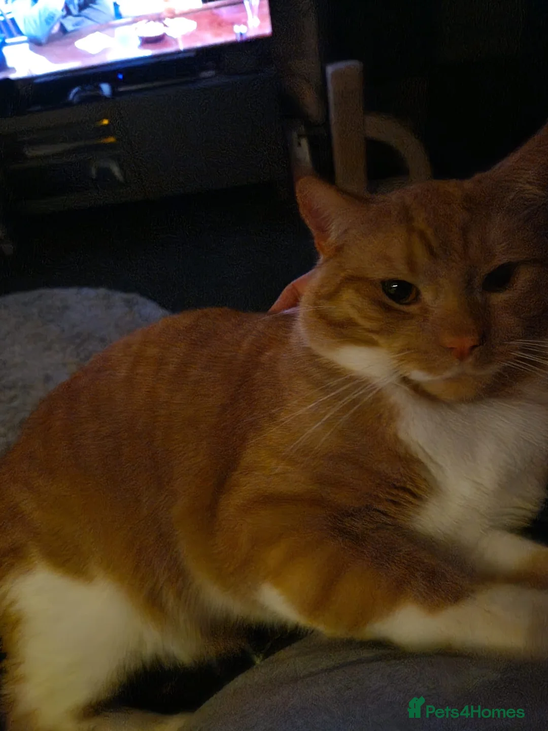 British Shorthair cats for sale: Neutered and Vaccinated Ginger Cat for Sale - Advert 7