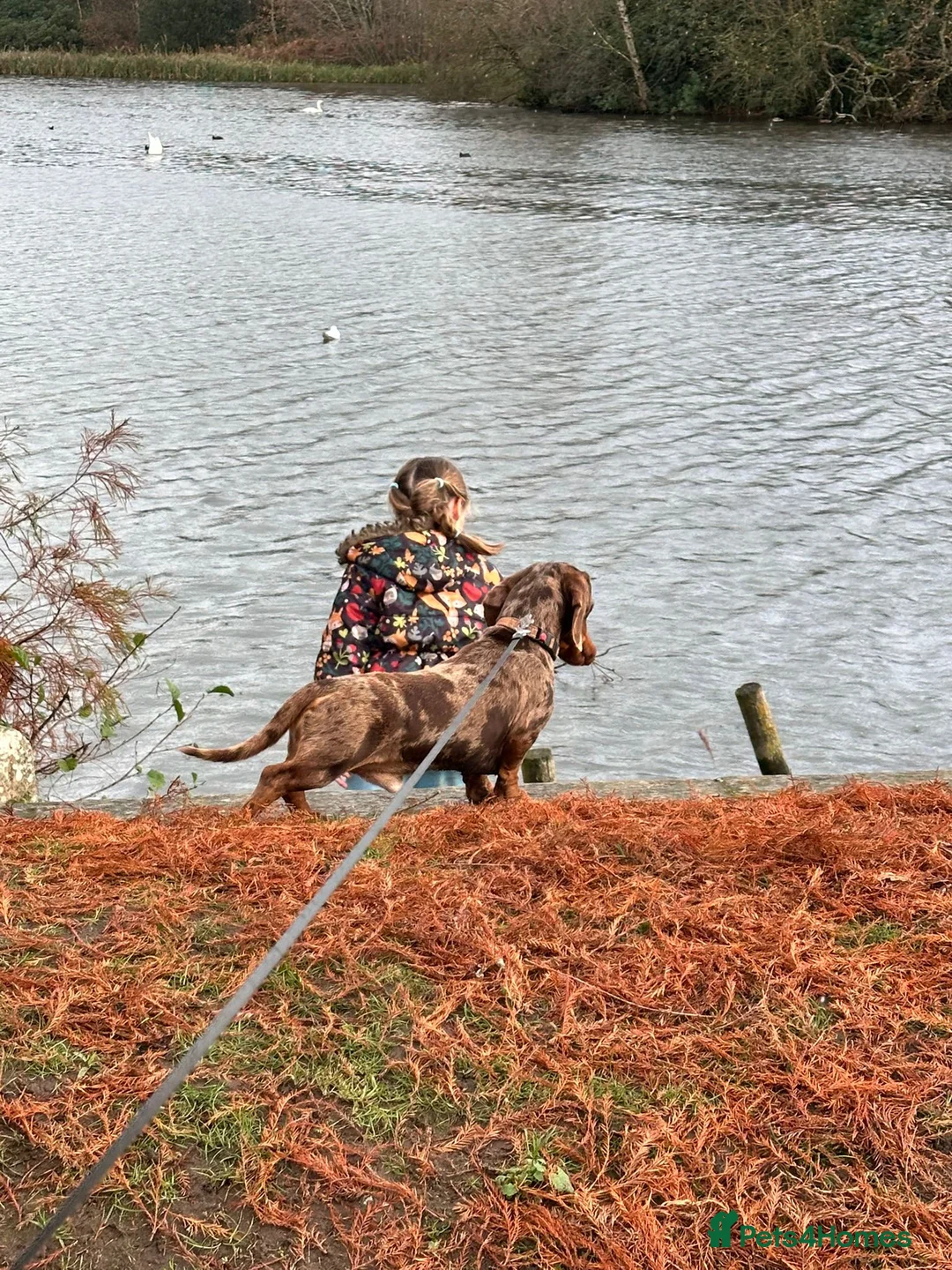 Miniature Dachshund dogs for sale: Beautiful miniature dachshund puppies Isabella  in Nottingham - Advert 19