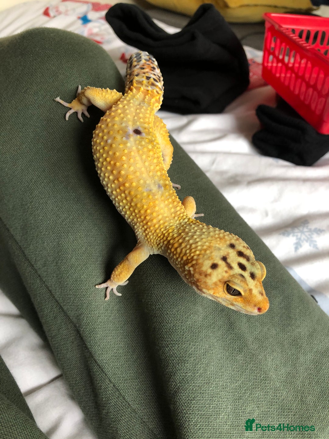 Leopard Gecko reptiles for sale: Leopard gecko and enclosure  - Image 3