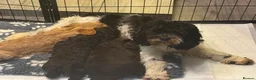 Cockapoo dogs for sale: Stunning Miniature F 2 Cockapoo Puppies - Advert 2