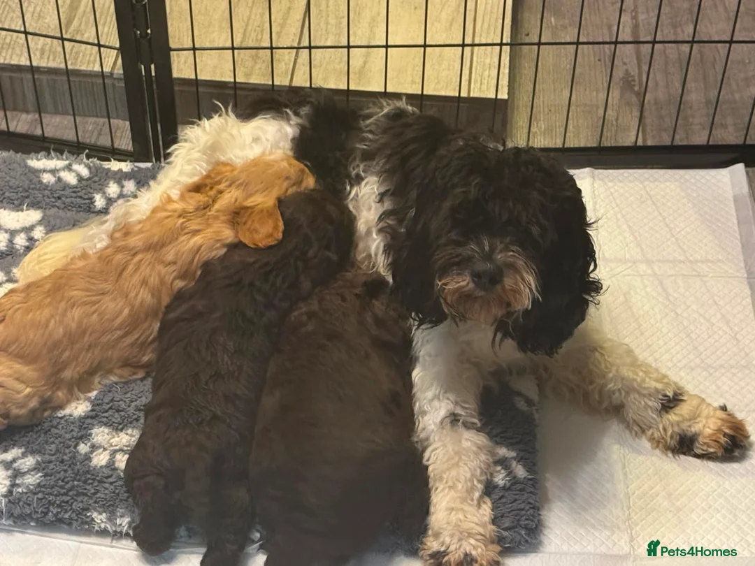 Cockapoo dogs for sale: Stunning Miniature F 2 Cockapoo Puppies - Advert 2