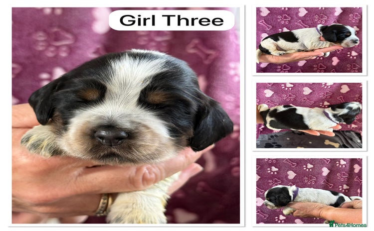 Cocker Spaniel dogs - Advert 4