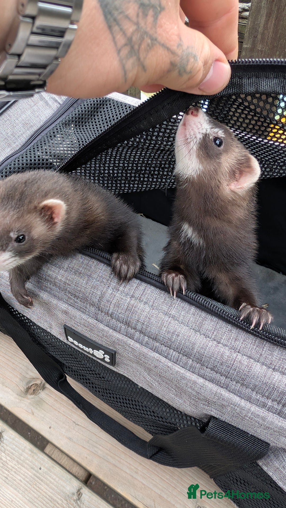 Ferret rodents for sale: Micro jills, micro ferrets micro polecats  - Image 4