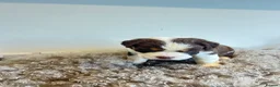 Olde English Bulldogge dogs for sale: Olde English fluffy Bulldogge puppies  - Advert 18