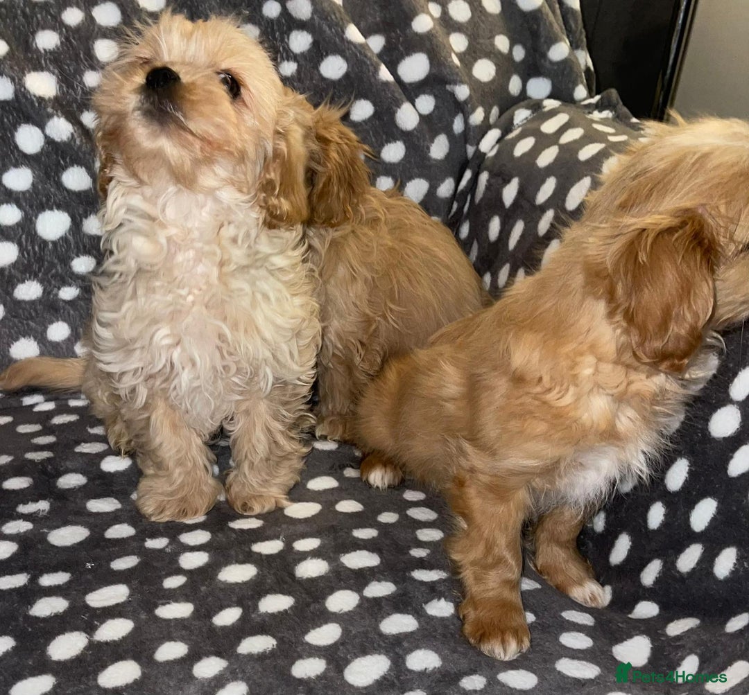 Cavapoo dogs for sale: Cavapoo puppies  - Advert 2