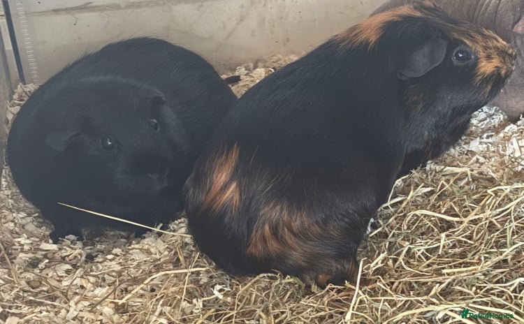 Guinea Pig rodents - Advert 9