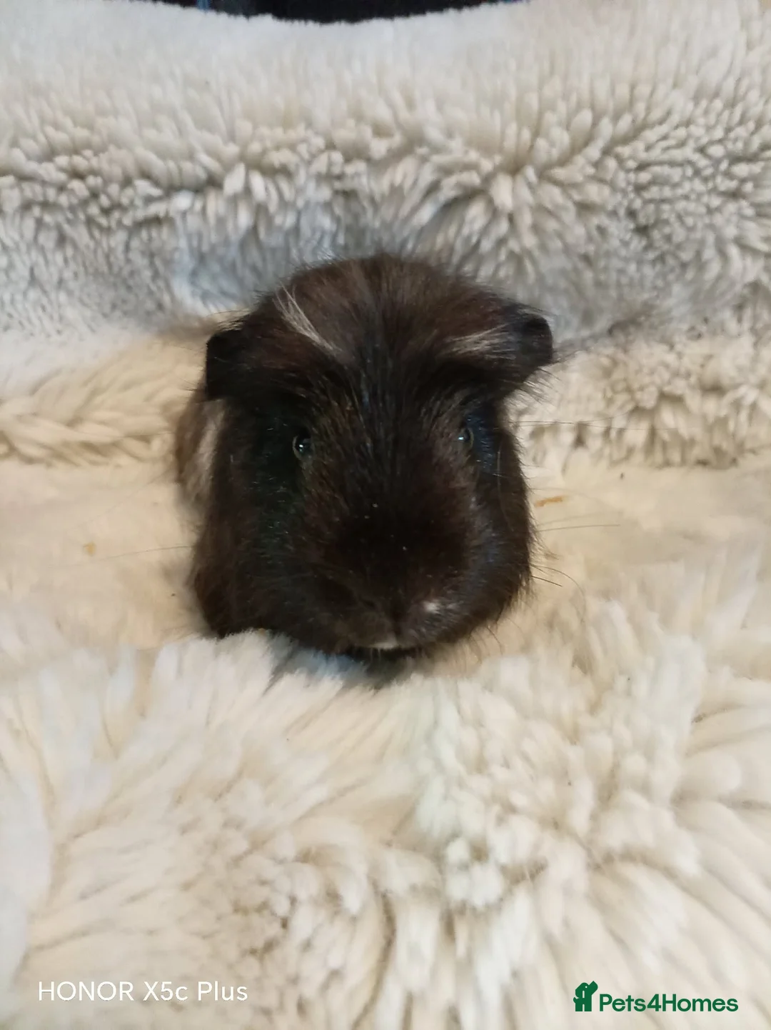 Guinea Pig rodents for sale: 1 boy 6 girls - Advert 1