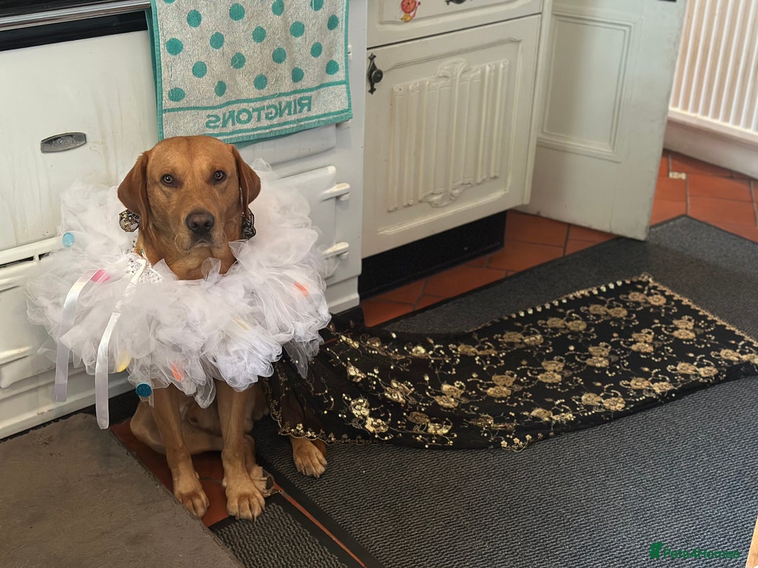 Labrador Retriever dogs for stud: Wiremoors Bram fox red Kc Reg & health tested dog - Advert 16