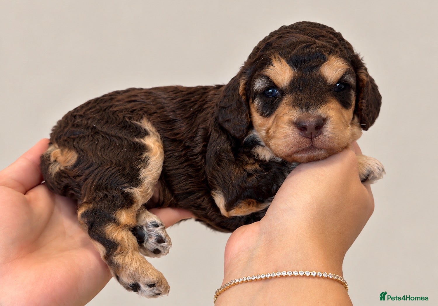 Cockapoo dogs Extensively DNA Tested Cockapoo Puppies 🧬 - Advert 2