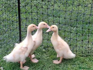 Ducks poultry 3 Aylesbury ducklings - Advert 5