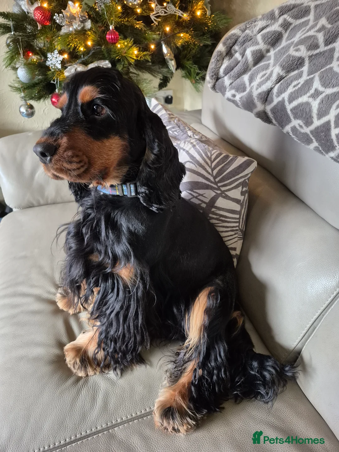 Cocker Spaniel dogs for stud: Show cocker spaniel stud in Brentwood - Advert 3