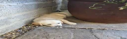 Golden Retriever dogs for sale: 3 Gorgeous KC Registered Golden Retriever  - Advert 11