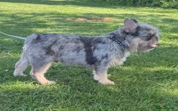 French Bulldog dogs for sale: French Bulldog  - Image 2