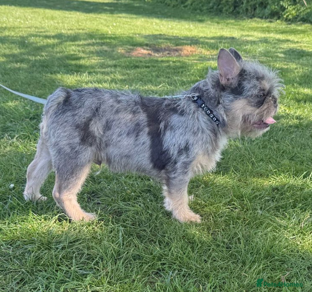 French Bulldog dogs for sale: French Bulldog  - Image 2