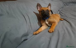 Belgian Shepherd Dog dogs for sale: Belgian malinois puppies for sale  - Image 16