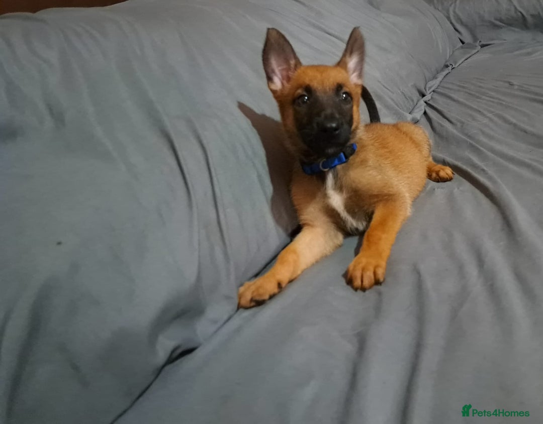 Belgian Shepherd Dog dogs for sale: Belgian malinois puppies for sale  - Image 16