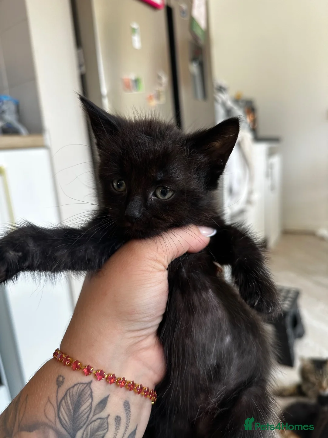 Mixed Breed cats for sale: 5 Female blonde Tabby’s and 1 black female - Advert 14