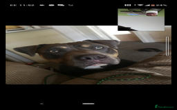 American Bully dogs for sale: American bully  - Image 13