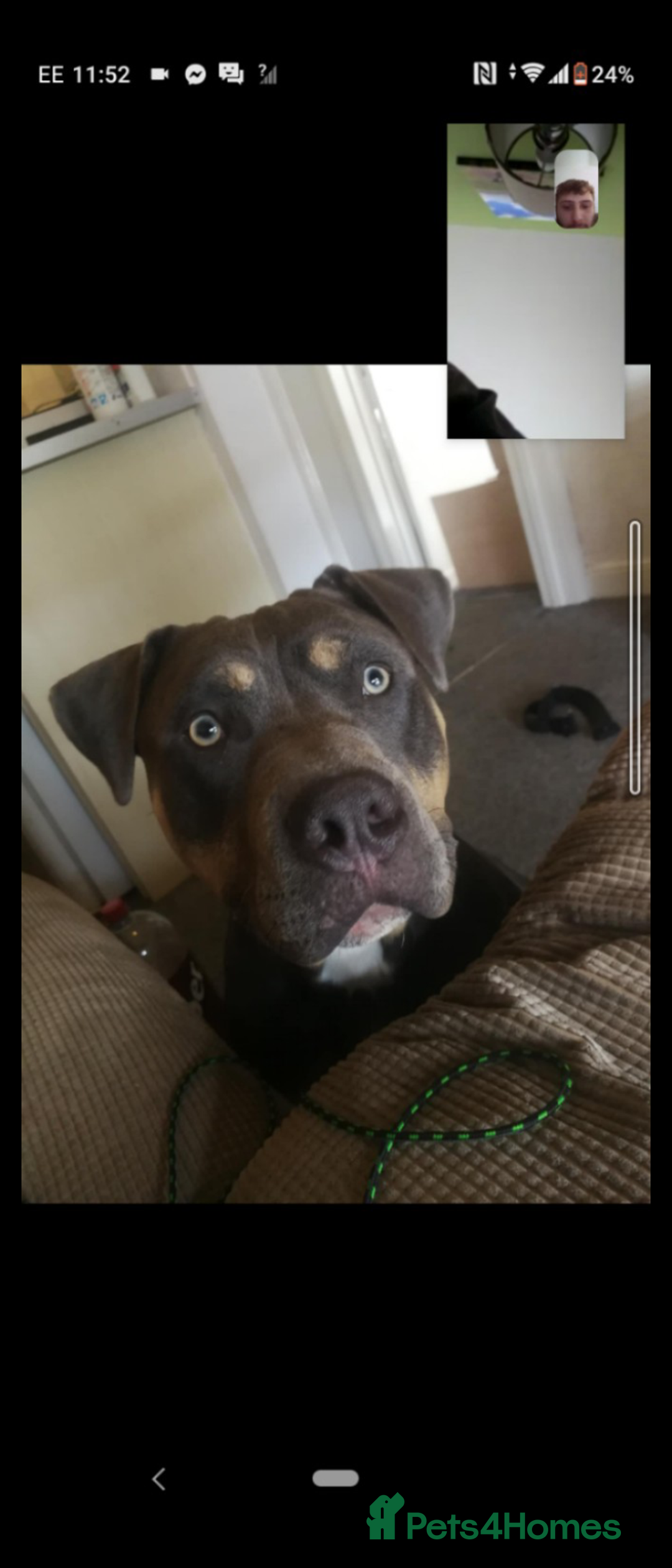 American Bully dogs for sale: American bully  - Image 13