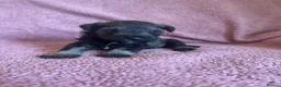 Miniature Schnauzer dogs for sale: Miniature schnauzer puppies  - Advert 2