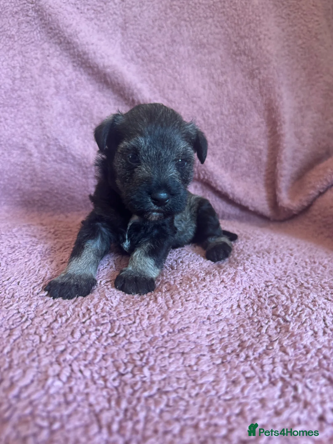 Miniature Schnauzer dogs for sale: Miniature schnauzer puppies  - Advert 2