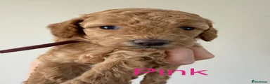Pink collar puppy