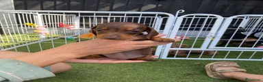 Miniature Dachshund 5