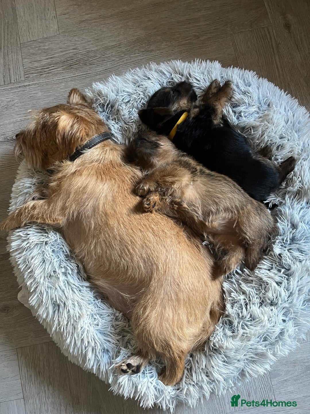 Norfolk Terrier dogs for sale: Norfolk Terrier Puppies - Image 2