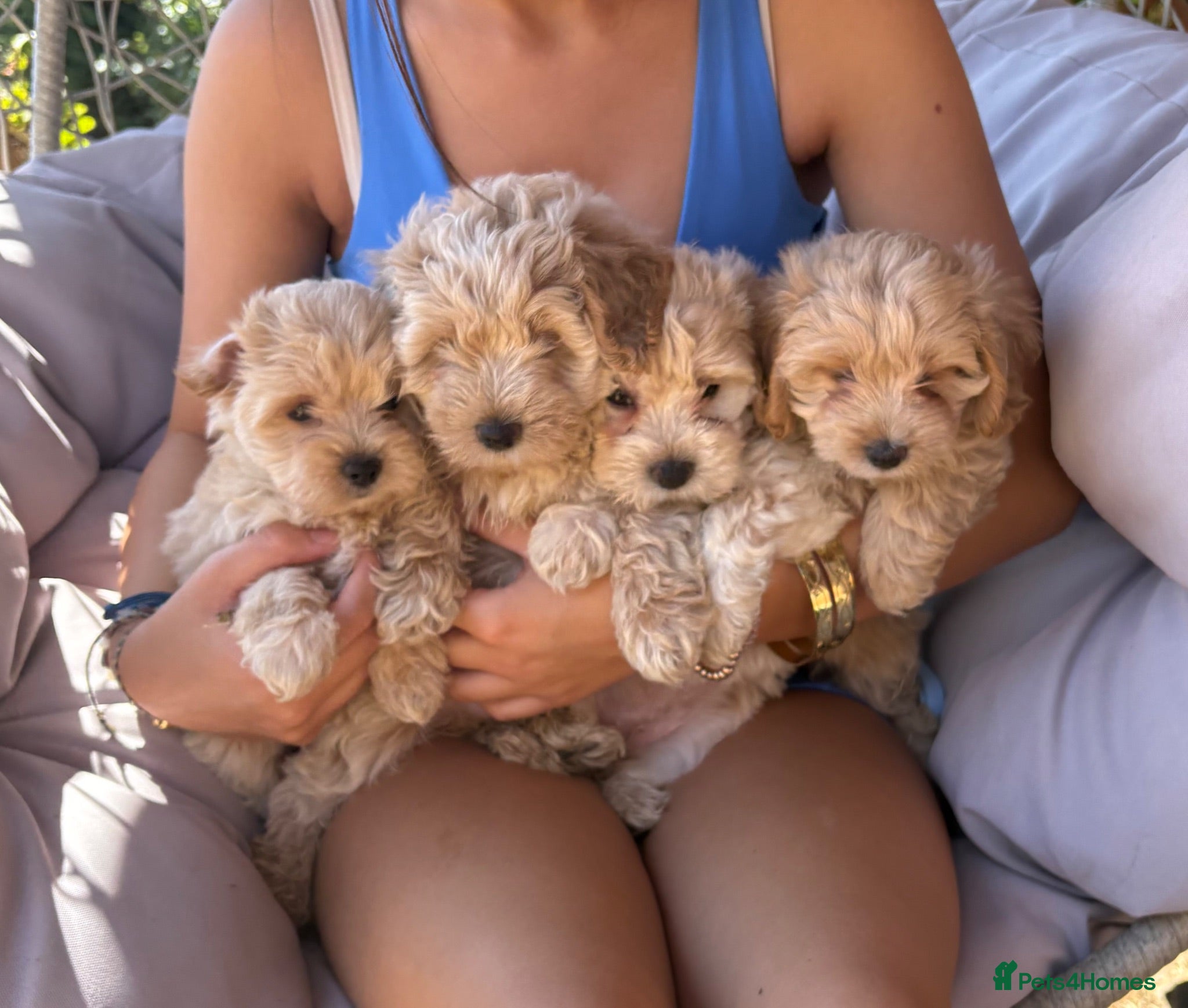 Maltipoo dogs F1 mini maltipoo puppies  - Advert 1