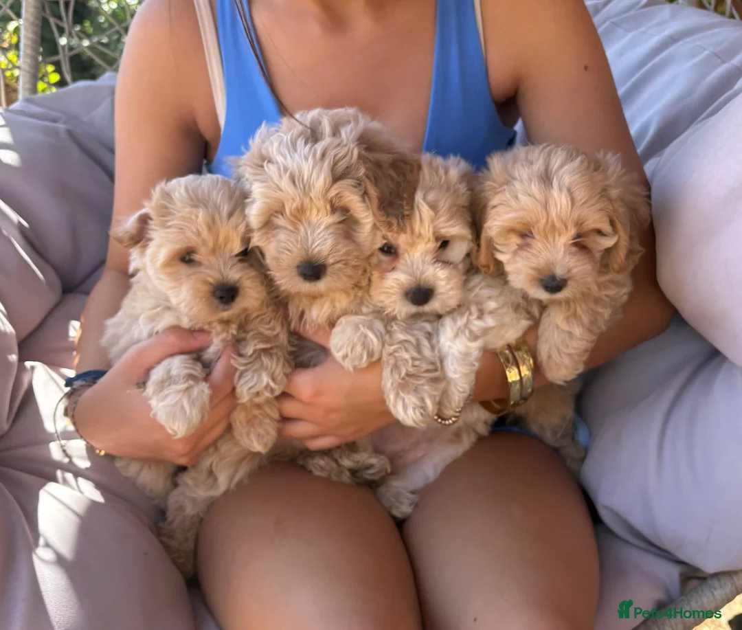 Maltipoo dogs for sale: F1 mini maltipoo puppies  - Advert 1