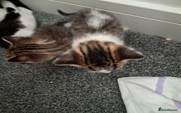 Mixed Breed cats for sale: Kittens  - Image 8