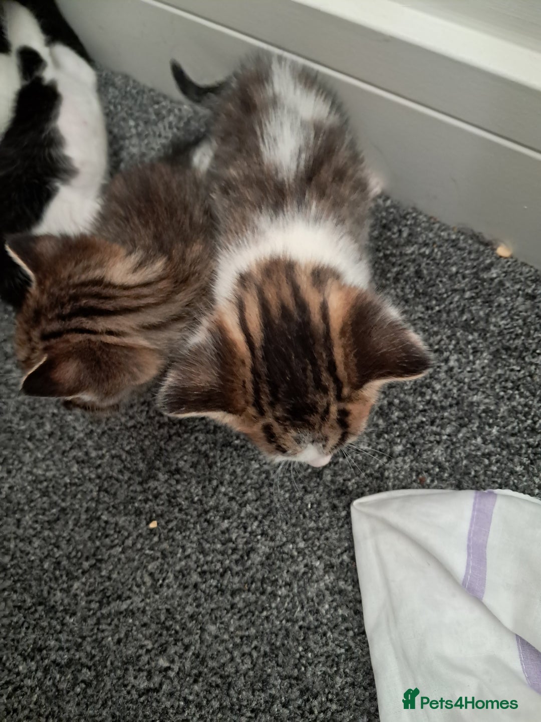 Mixed Breed cats for sale: Kittens  - Image 8