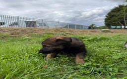 German Shepherd dogs for sale: Germany 🇩🇪 shepherd puppies dogs 🐕 big boned - Image 21