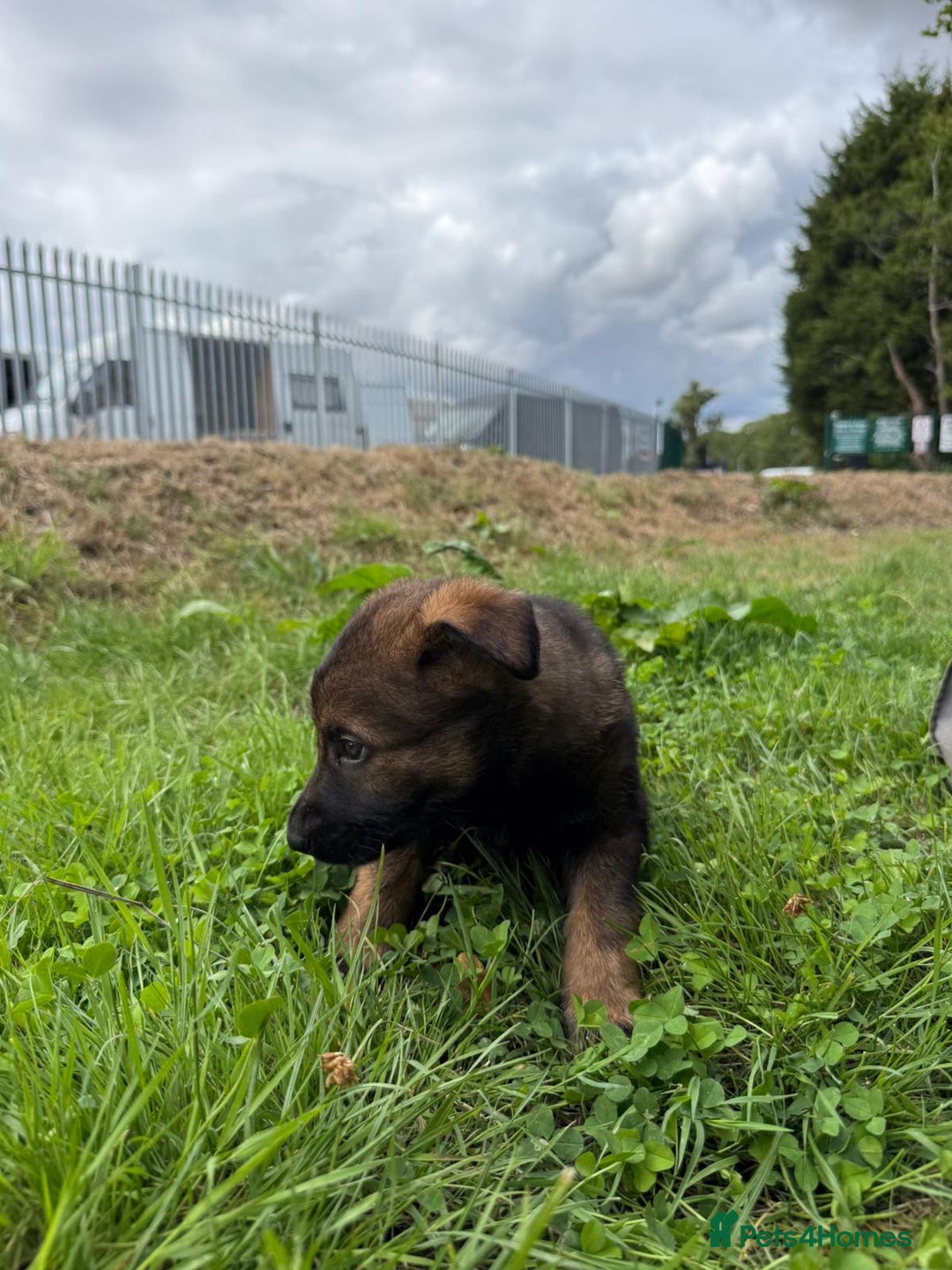 German Shepherd dogs for sale: Germany 🇩🇪 shepherd puppies dogs 🐕 big boned - Image 21