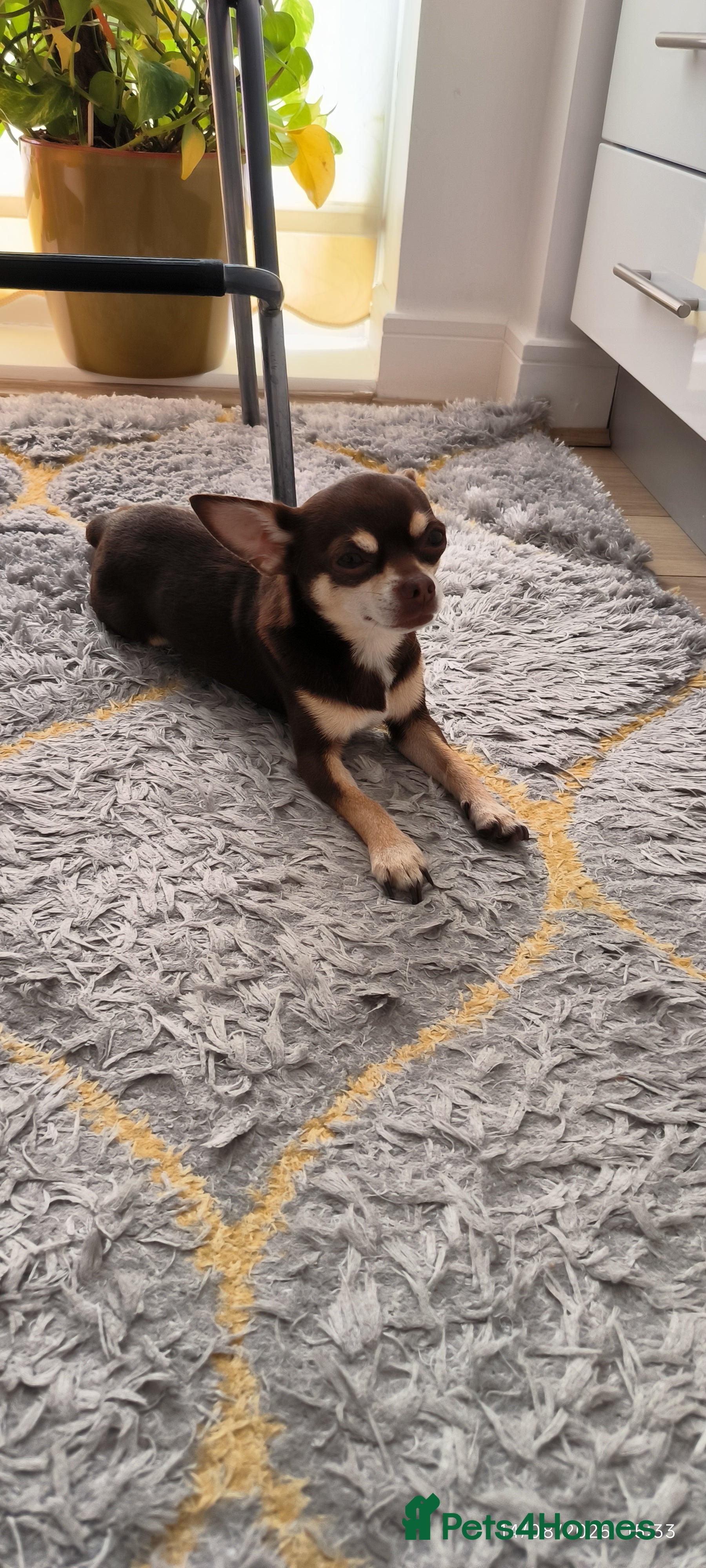 Chihuahua dogs Simba, KC reg, chocolate, smooth hair chihuahua  - Advert 17