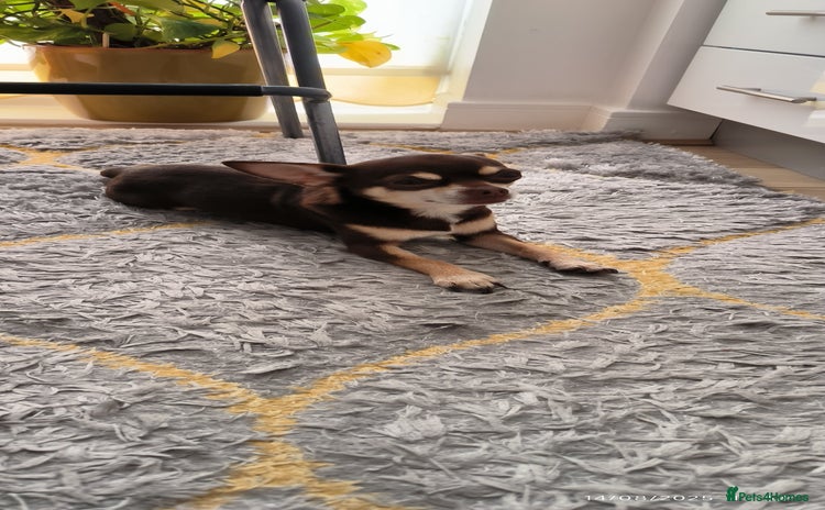 Chihuahua dogs - Advert 1