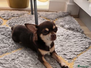 Chihuahua dogs Simba, KC reg, chocolate, smooth hair chihuahua - Advert 6