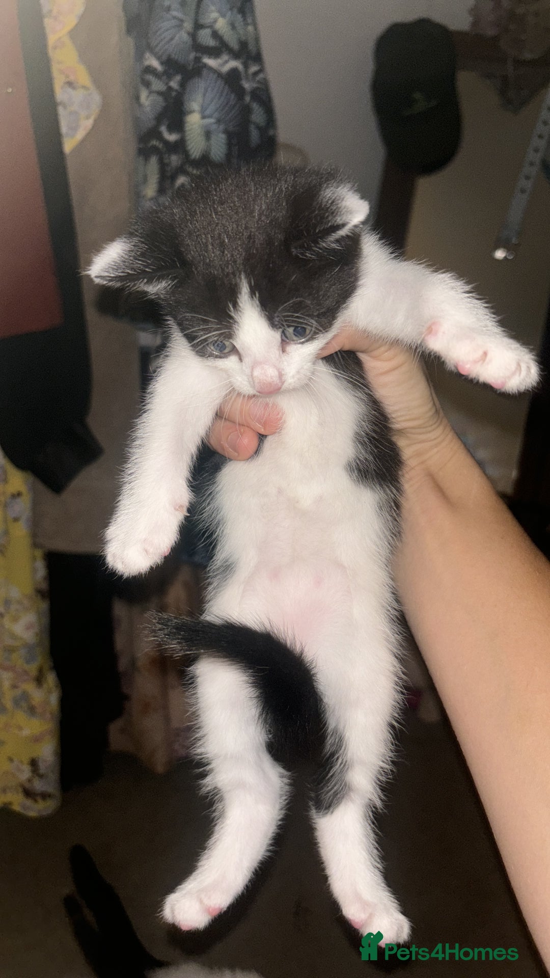 Mixed Breed cats for sale: Black & White mixed breed - Image 4