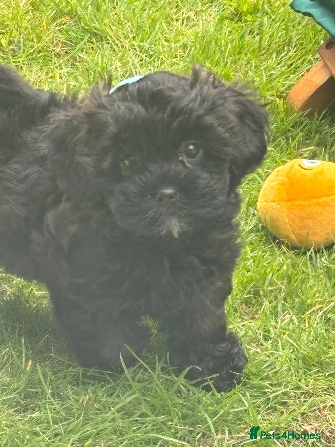 Toy Poodle dogs for stud: Beautiful Red Toy Poodle for Stud in Motherwell - Advert 22