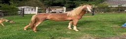 Welsh Section A horses for sale: Vouge / Blonde and Beautiful ! - Advert 3