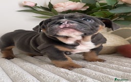 English Bulldog dogs for sale: Top quality English bulldog puppies  - Image 21