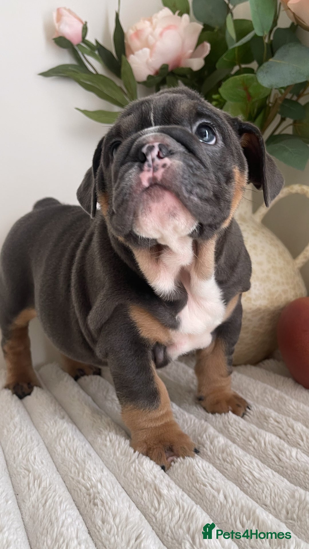 English Bulldog dogs for sale: Top quality English bulldog puppies  - Image 21